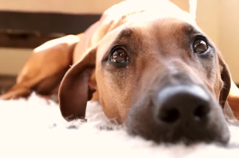 Why Dogs Cry At Night