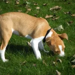 Why Do Dogs Eat Dirt