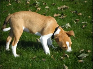 Why Do Dogs Eat Dirt