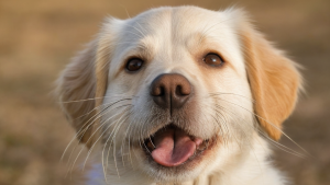 Why Do Dogs Have Whiskers