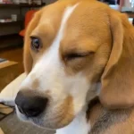 Why Do Dogs Wink