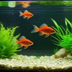 Best Fish For A 10 Gallon Aquarium