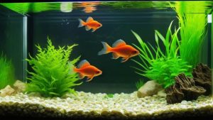 Best Fish For A 10 Gallon Aquarium
