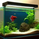 betta fish tank setup