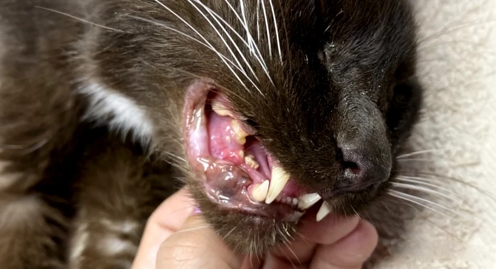 Cats Oral Microbiome Test