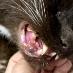 Cats Oral Microbiome Test