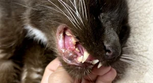 Cats Oral Microbiome Test