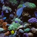 Choose The Right Fish Food