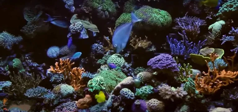 Choose The Right Fish Food