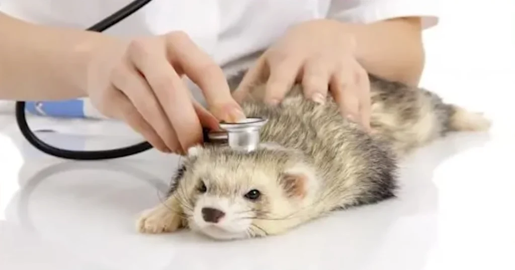 Diarrhea In Ferrets