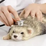 Diarrhea In Ferrets