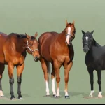 Horse Coat Color Genetics
