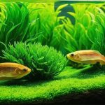 Best Algae Eaters For Freshwater Aquariums