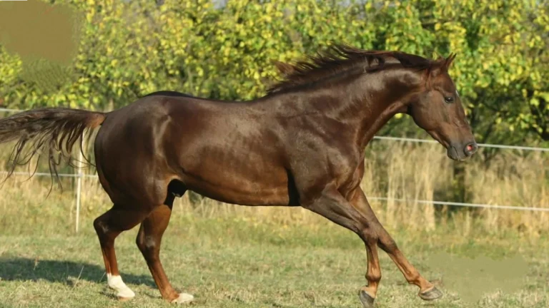 american quarter horse