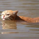 Can Cats Swim