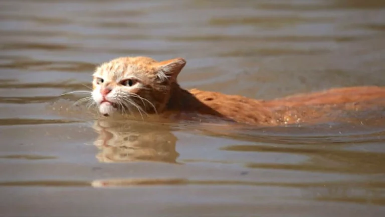 Can Cats Swim