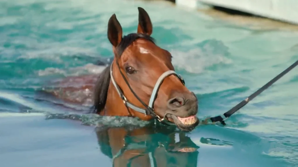 can horses swim