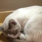 Caring for Your Senior Cat