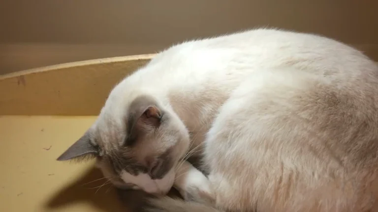 Caring for Your Senior Cat