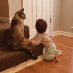 cats and kids