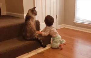 cats and kids