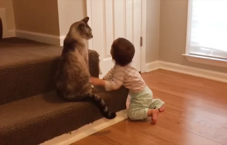 cats and kids