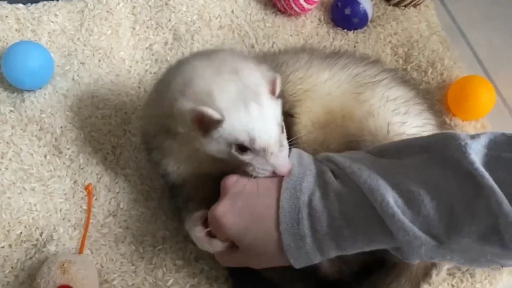 do ferrets bite
