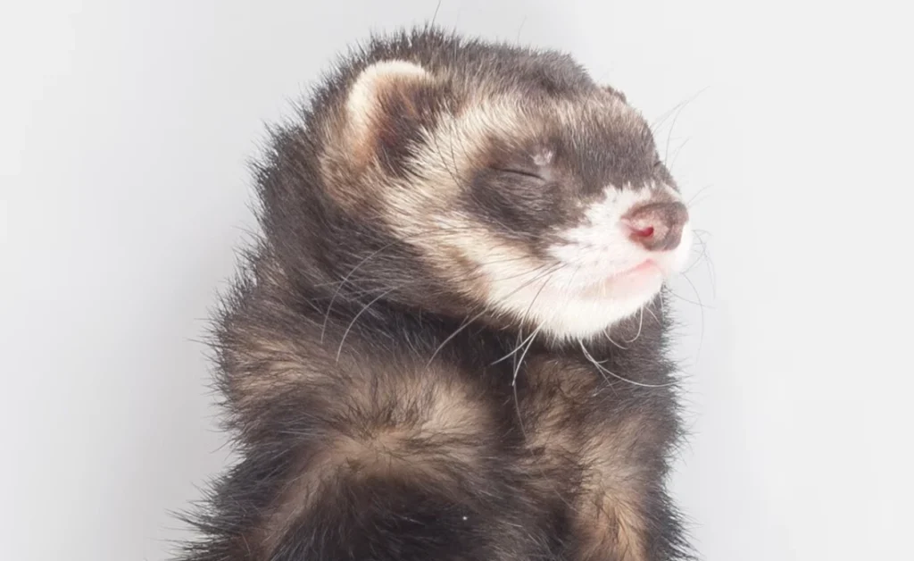 do ferrets stink