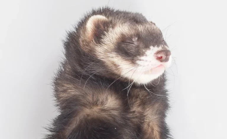 do ferrets stink
