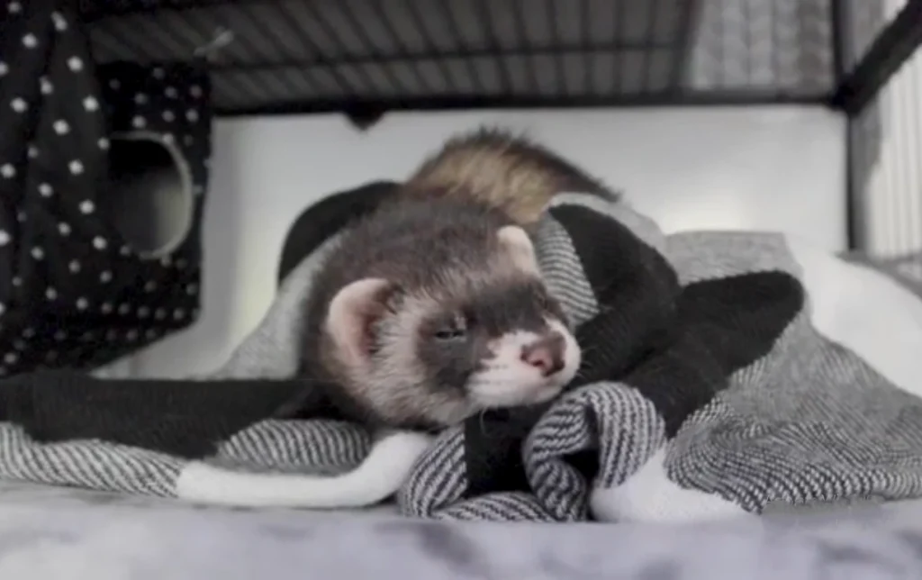 ferret care