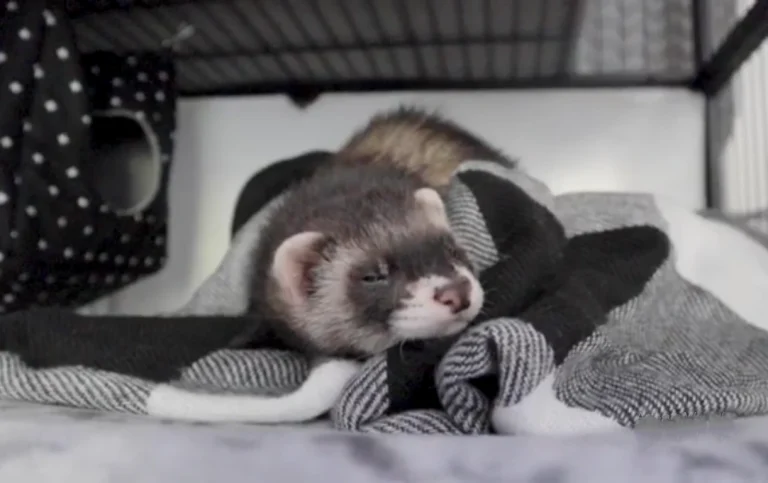 ferret care