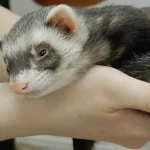 ferret lifespan
