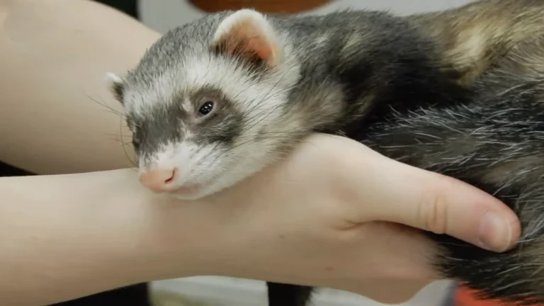 ferret lifespan