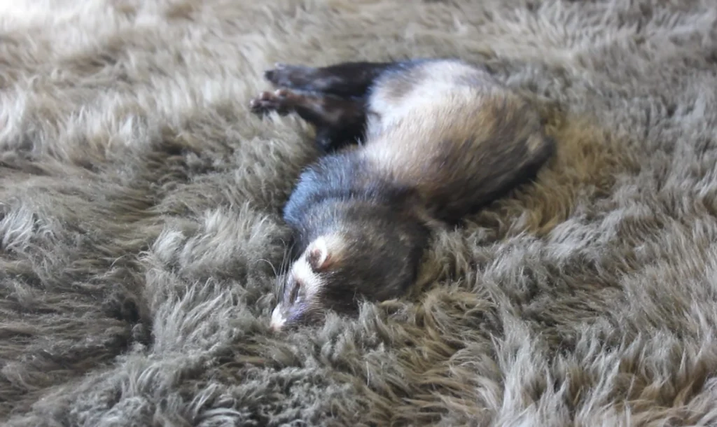 ferrets sleep