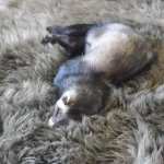 ferrets sleep