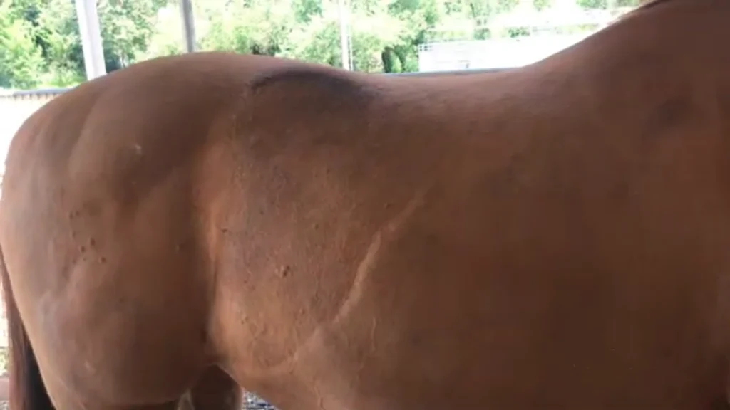 hives in horses