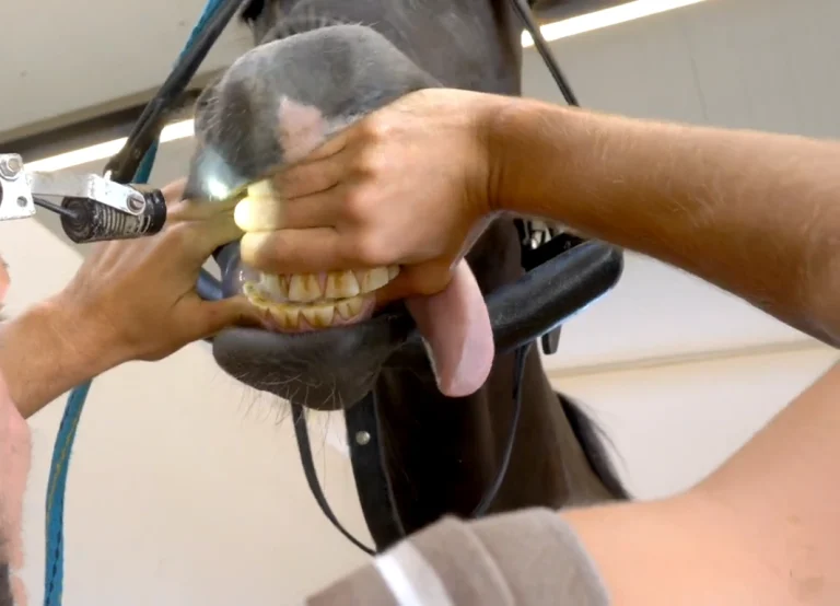 how many teeth do horses have