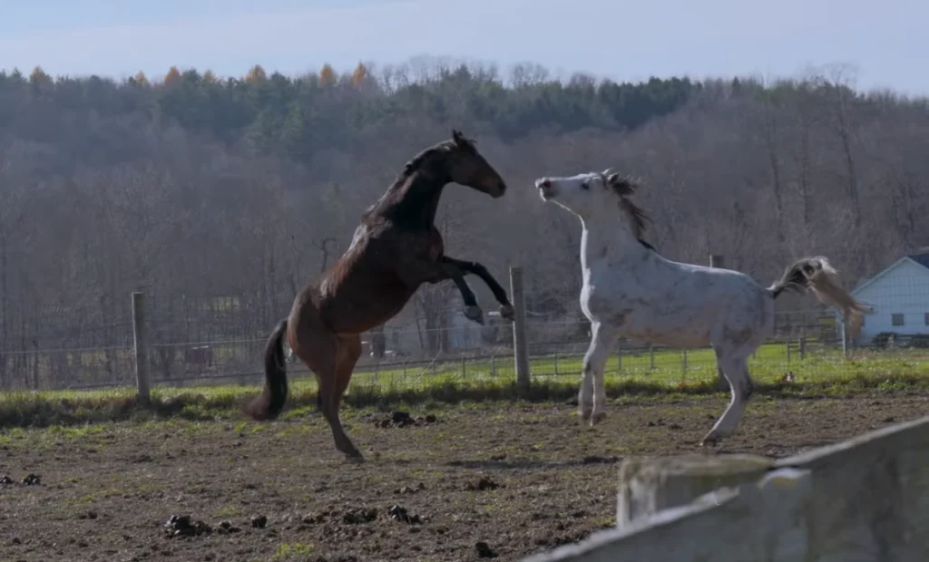 how do horses communicate