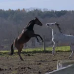 how do horses communicate