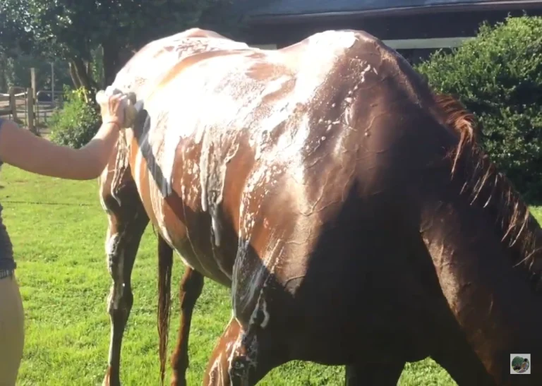 how to bathe your horse
