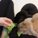 how to bond with your rabbit