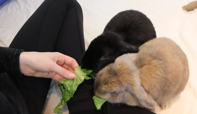 how to bond with your rabbit