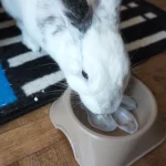 How To Keep Rabbits Cool In Summer