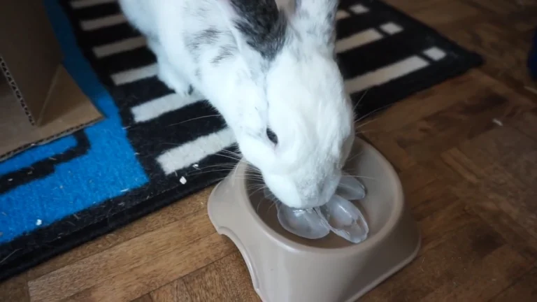 How To Keep Rabbits Cool In Summer