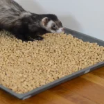 how to litter train your ferret