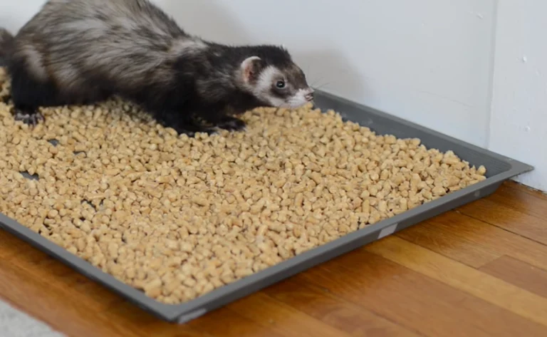 how to litter train your ferret