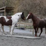 mares vs geldings