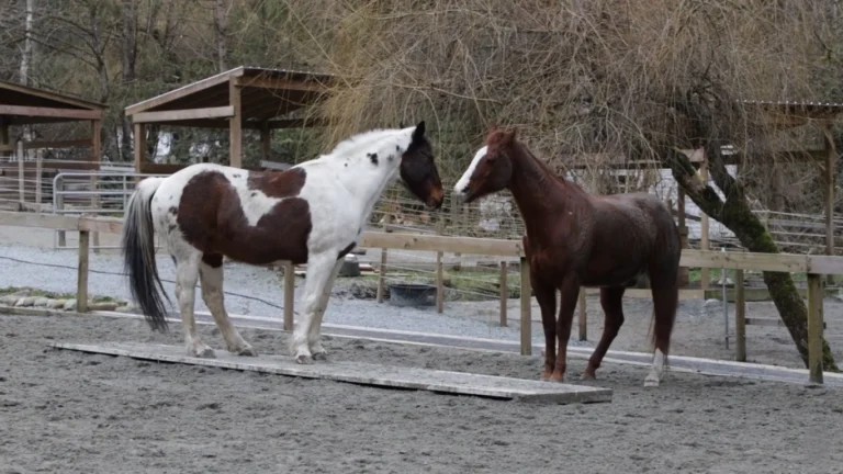 mares vs geldings