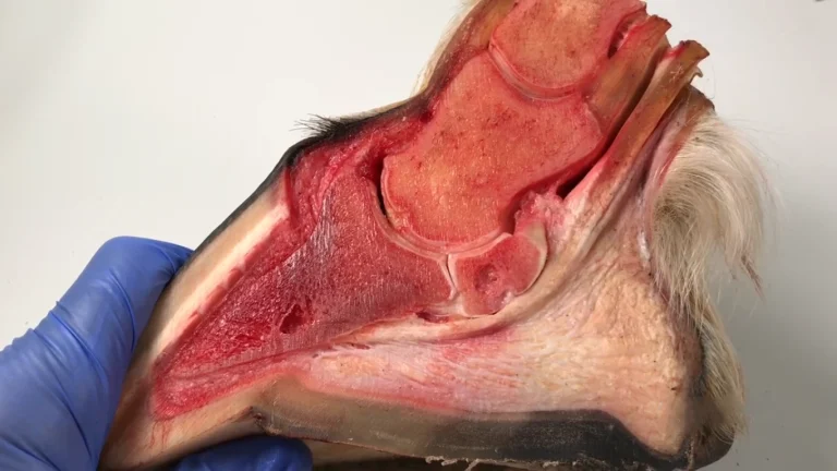 navicular disease in horses