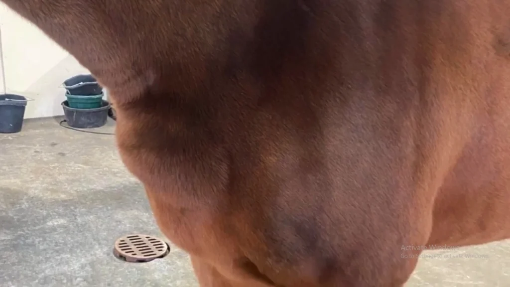 pigeon fever in horses